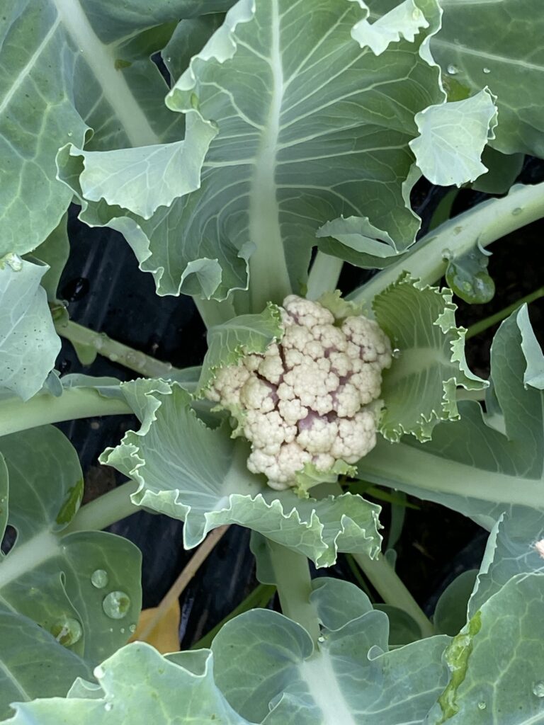 カリフラワーに紫色がさしてしまいました Farm Andante 珍しい野菜 農薬不使用で野菜を栽培しています