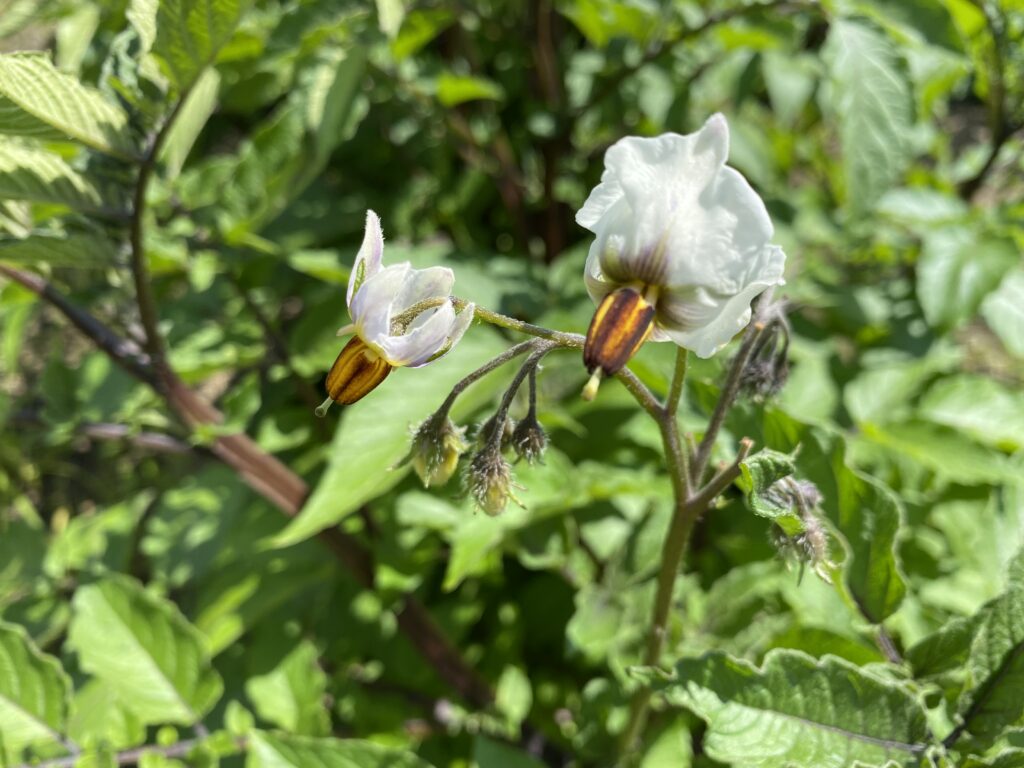 ジャガイモの花が咲きました Farm Andante 珍しい野菜 農薬不使用で野菜を栽培しています