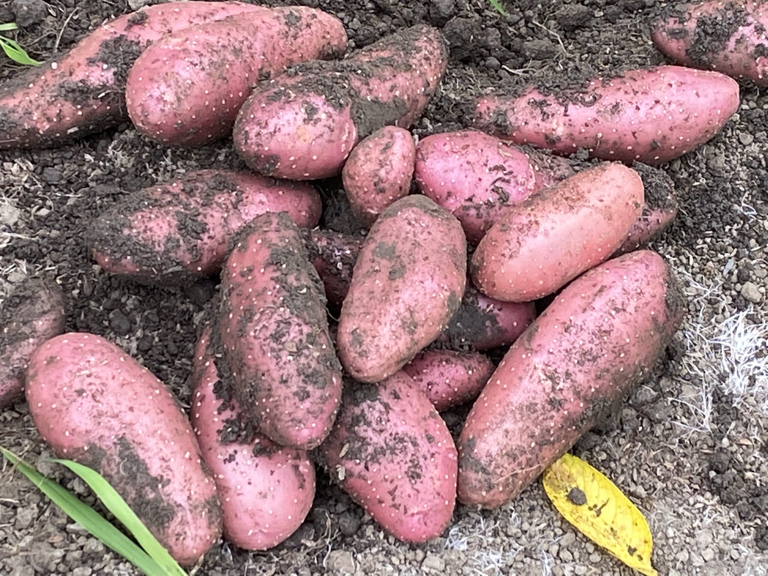 フランス生まれのじゃがいも シェリーの収穫 Farm Andante 珍しい野菜 農薬不使用で野菜を栽培しています