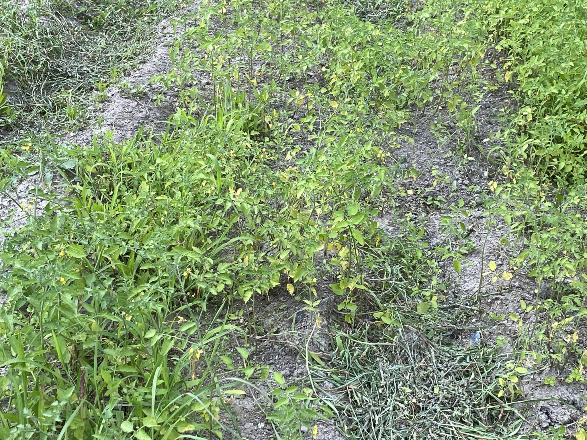 落ちた種から野良トマトが元気に発芽しています。｜farm andante 珍しい野菜、農薬不使用で野菜を栽培しています。