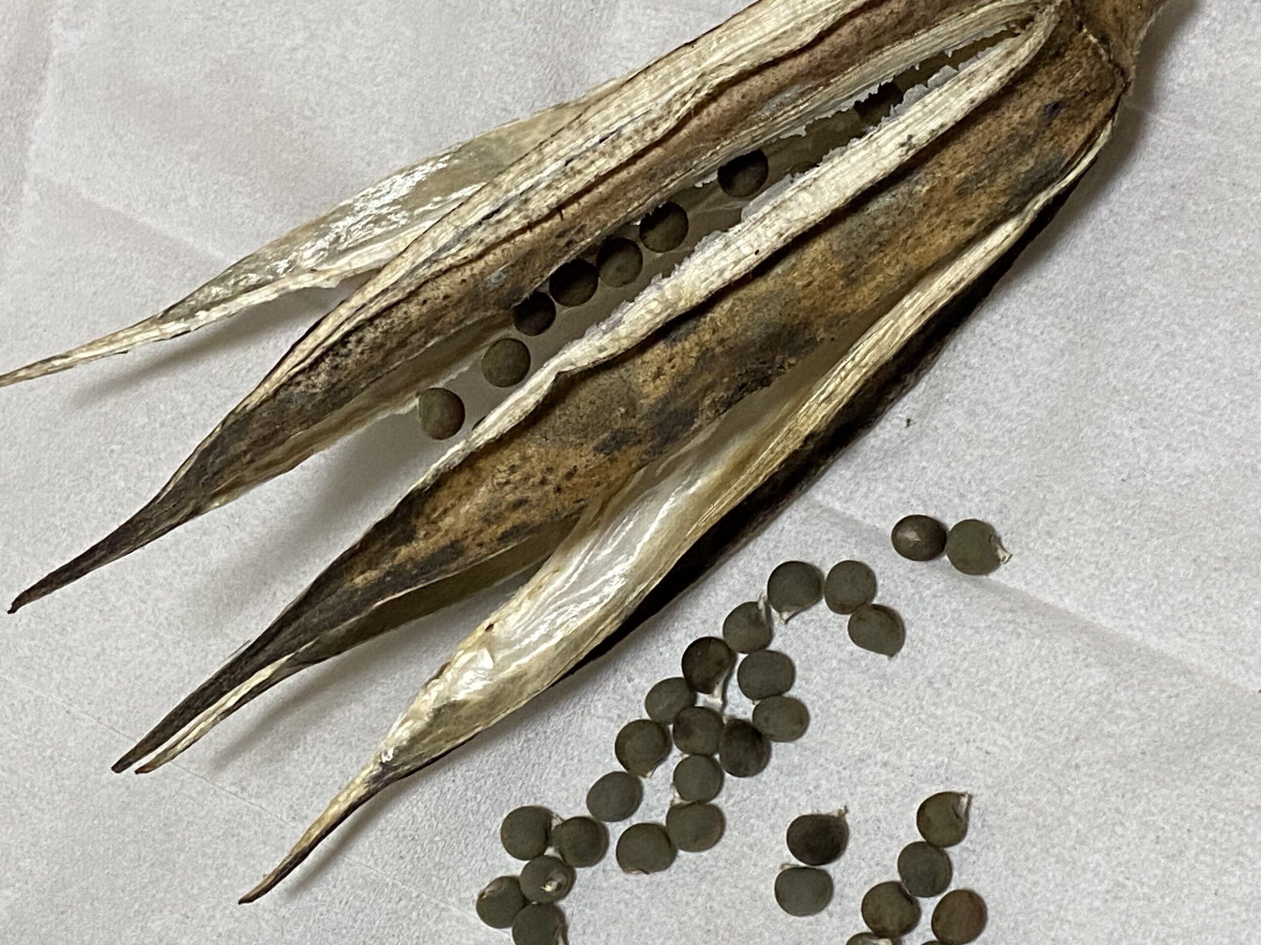 オクラ種15粒　冬瓜タネ15粒　トウガン　自家採種　収穫夏以降　農薬不使用 冬瓜 | 農業屋.com