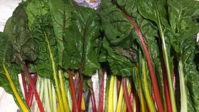 彩り添える、珍しい野菜スイスチャード｜farm andante 珍しい野菜、農薬不使用で野菜を栽培しています。