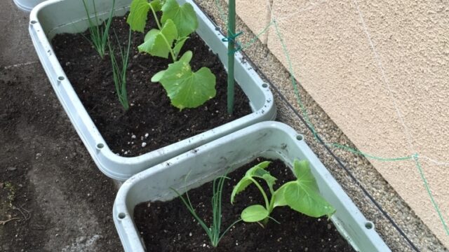 土の入れ替えでプランター 夏準備完了 Farm Andante 珍しい野菜 農薬不使用で野菜を栽培しています