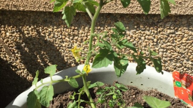 プランターのちっちゃい野菜達 Farm Andante 珍しい野菜 農薬不使用で野菜を栽培しています