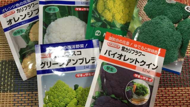 秋野菜の準備 秋冬収穫の野菜の種を蒔きました 珍しい野菜もあります Farm Andante 珍しい野菜 農薬不使用で野菜を栽培しています