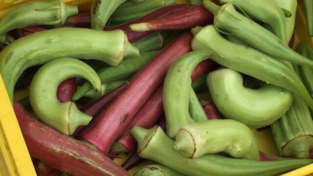 鷹の爪唐辛子と黄金唐辛子の剪定｜farm andante 珍しい野菜、農薬不使用で野菜を栽培しています。