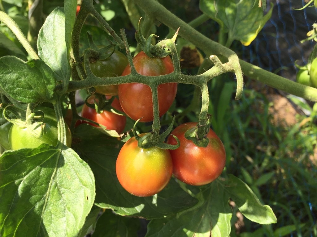 夏野菜 栽培報告トマト編。 ミニトマト（イタリアンゴールドとシュガリーテール）2018年｜farm andante  珍しい野菜、農薬不使用で野菜を栽培しています。