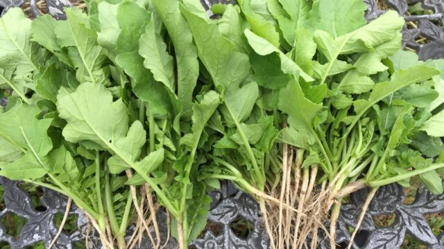 フレッシュで綺麗な大根の間引き菜 つまみ菜 Farm Andante 珍しい野菜 農薬不使用で野菜を栽培しています