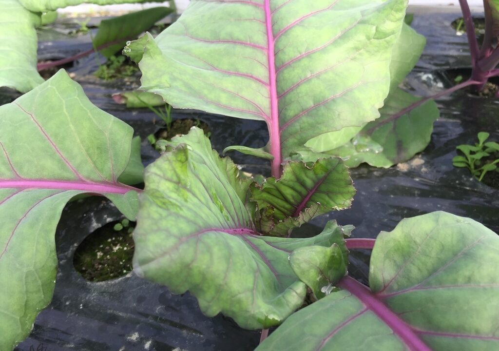 珍しい野菜栽培 キャンディーレッド 紫キャベツ とこのみ姫 ミニキャベツ 成長中です Farm Andante 珍しい野菜 農薬不使用で野菜を栽培 しています