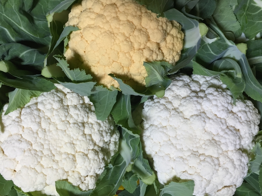 珍しい野菜栽培 色々カラーのカリフラワー収穫 スノークラウン オレンジブーケ バイオレットクイン Farm Andante 珍しい野菜 農薬不使用で野菜を栽培しています