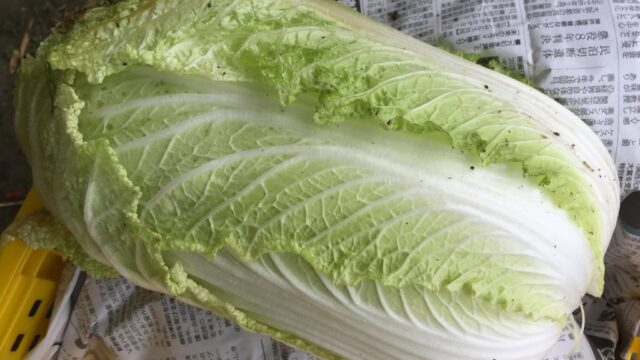 野菜作り 畑で年越し栽培をした白菜を収穫 外葉を向けば綺麗な白菜が顔をだします Farm Andante 珍しい野菜 農薬不使用で野菜を栽培 しています