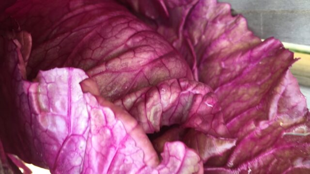 珍しい野菜作り やっぱりトウダチしてしまった紫キャベツ キャンディーレッド Farm Andante 珍しい野菜 農薬不使用で野菜を栽培しています