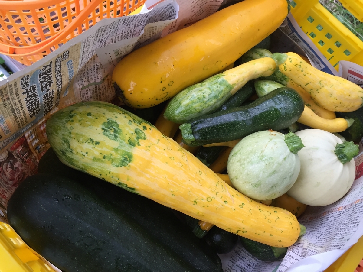 珍しい野菜作り 梅雨の雨続きで菜園のズッキーニが数個巨大なオバケズッキーニになってます Farm Andante 珍しい野菜 農薬不使用で野菜を栽培しています