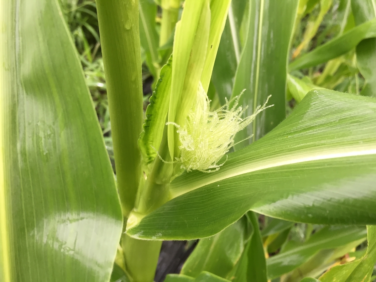 珍しい野菜作り 甘くて美味しいベビーコーン ヤングコーン 栽培 Farm Andante 珍しい野菜 農薬不使用で野菜を栽培しています