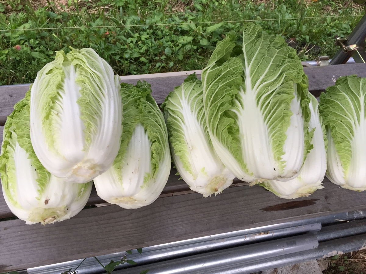 珍しい野菜作り 虫食いだらけのミニ白菜 お気に入り白菜 外葉をめくると綺麗です Farm Andante 珍しい野菜 農薬不使用で野菜を栽培しています