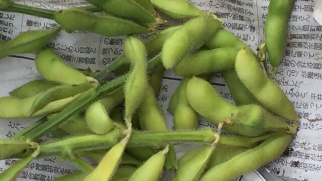 珍しい野菜作り 秋に収穫出来る枝豆 秋香り がぷっくりと膨らみました Farm Andante 珍しい野菜 農薬不使用で野菜を栽培しています