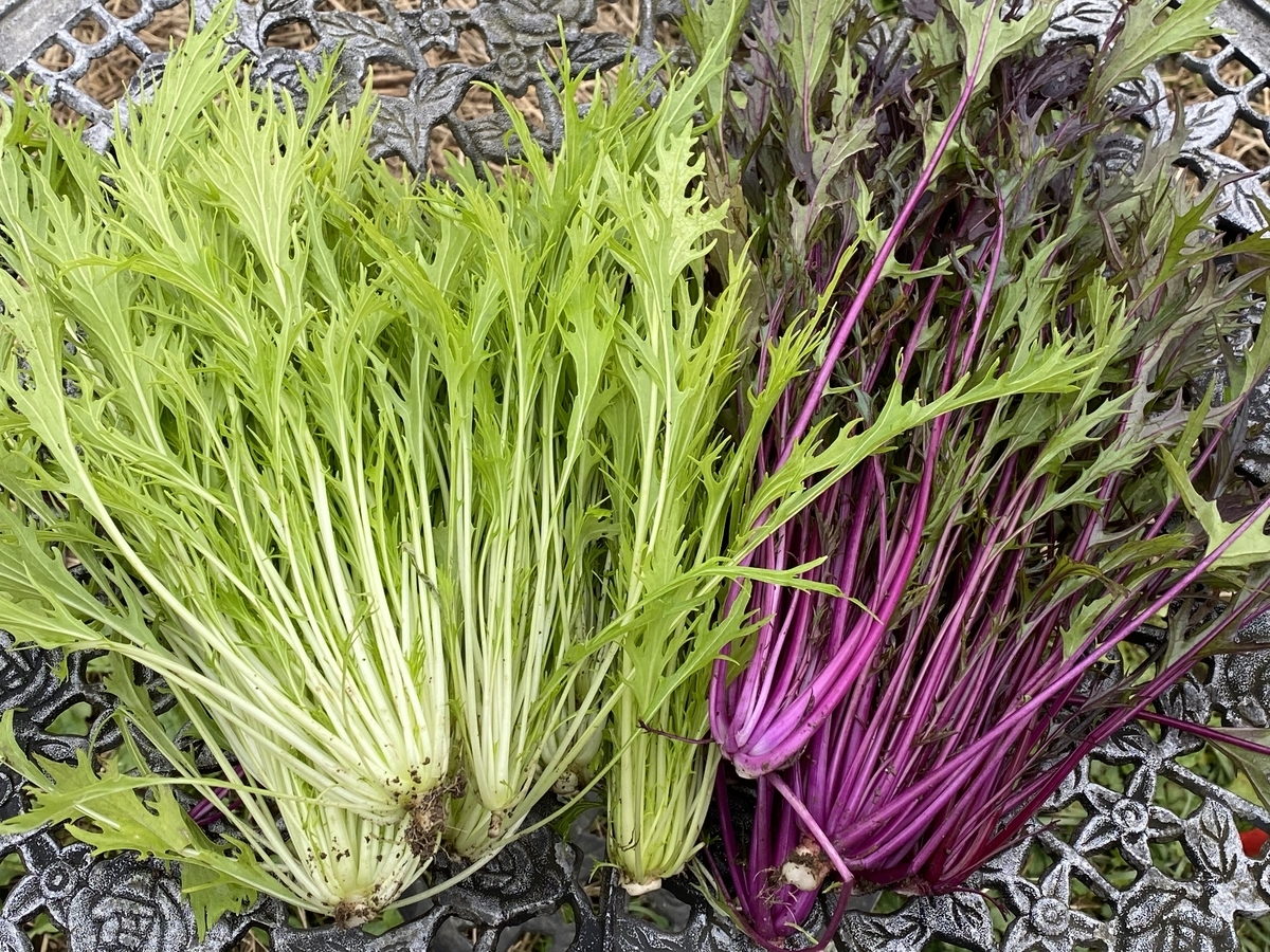 珍しい野菜作り シャキシャキのサラダ水菜と紫色が綺麗な紅法師収穫です Farm Andante 珍しい野菜 農薬不使用で野菜を栽培しています