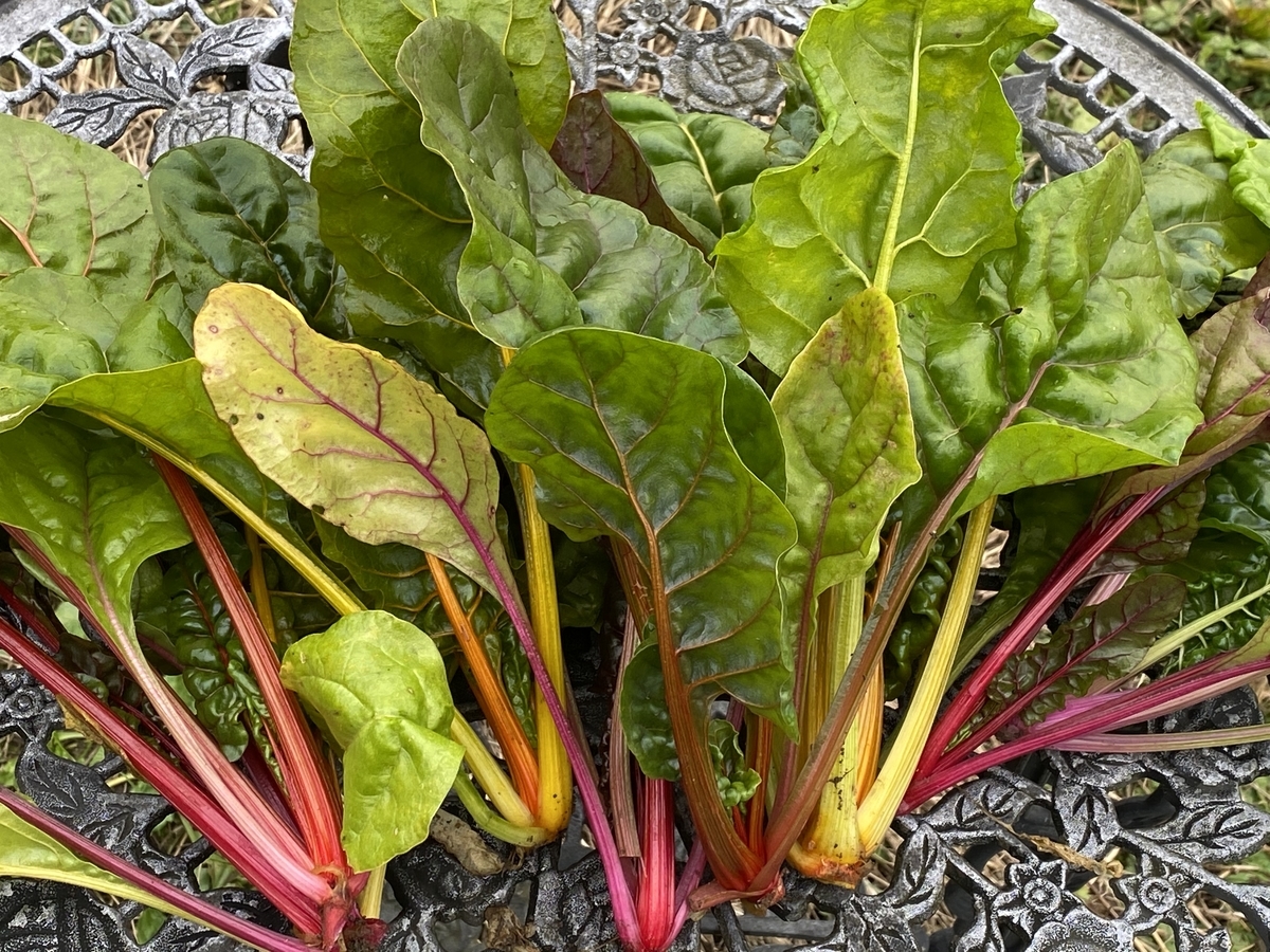 珍しい野菜作り カラフルな葉物野菜 スイスチャード 収穫です Farm Andante 珍しい野菜 農薬不使用で野菜を栽培しています