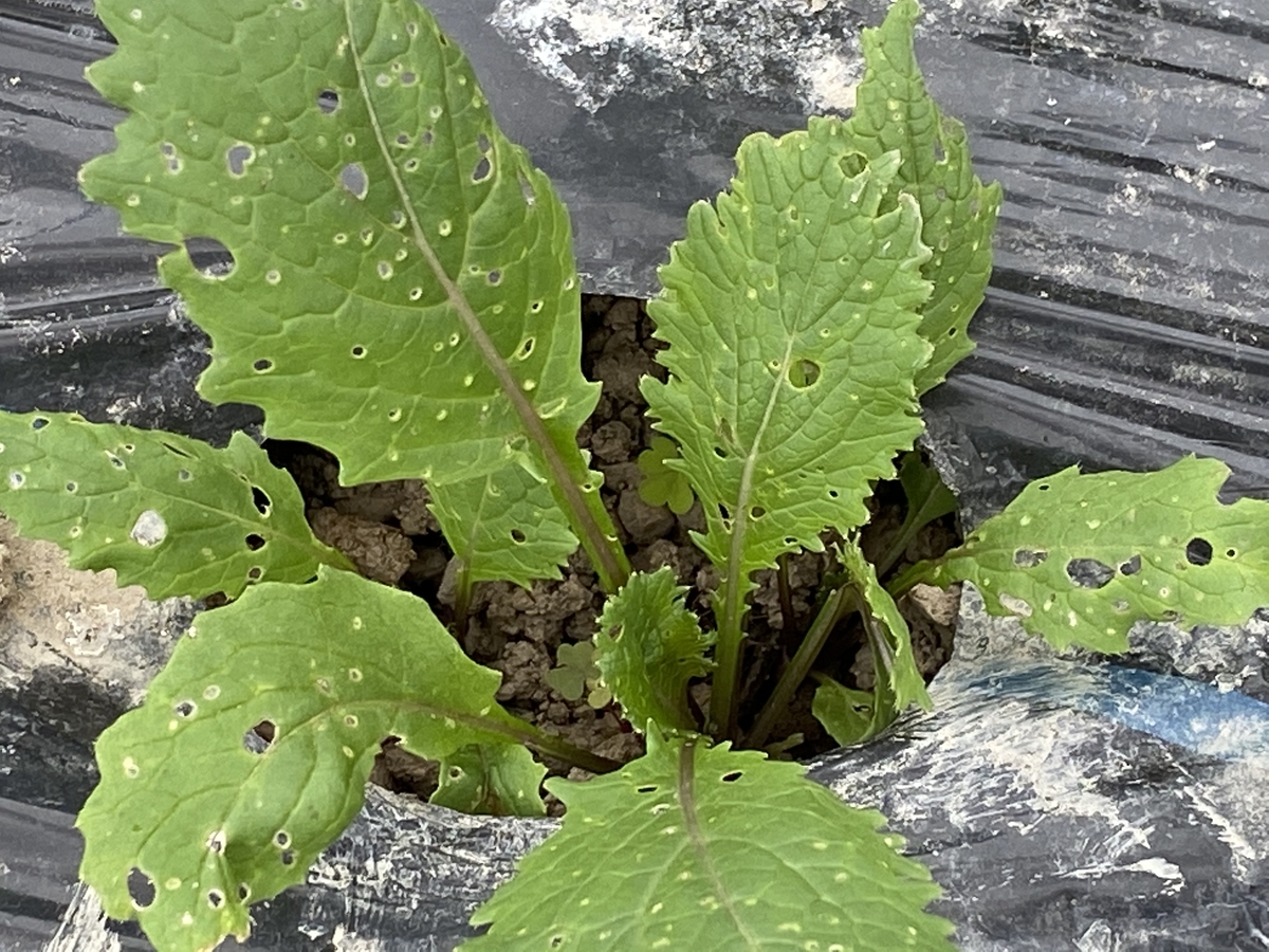 お約束通り出て来た キスジノミハムシ にカブの葉っぱが穴だらけ Farm Andante 珍しい野菜 農薬不使用で野菜を栽培しています