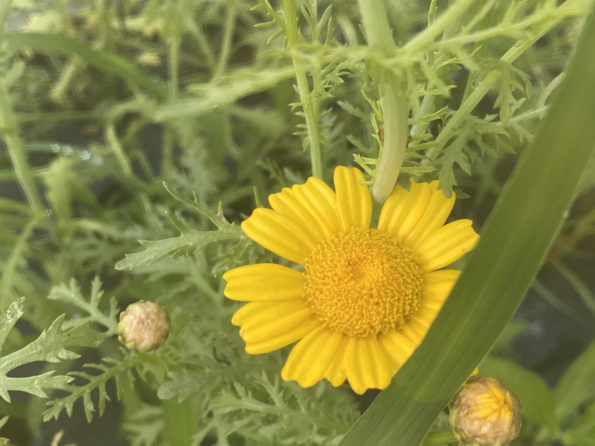 初めて見た春菊の花 可愛いので切り花に出来そうと思ってしまいます Farm Andante 珍しい野菜 農薬不使用で野菜を栽培しています