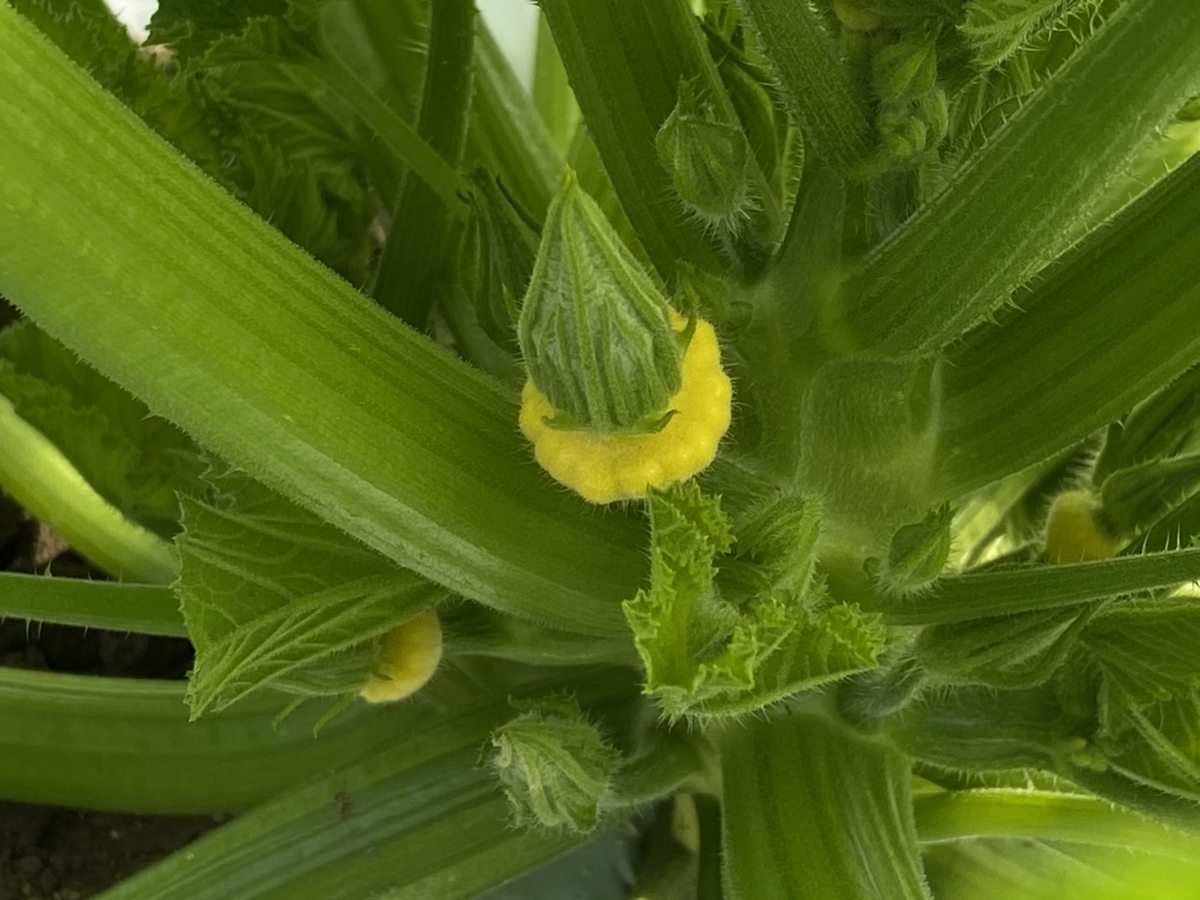 形が可愛いufoズッキーニ サンバーストとホワイティー Farm Andante 珍しい野菜 農薬不使用で野菜を栽培しています