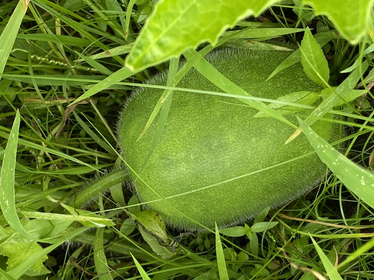 初めての栽培 姫とうがん です 可愛い冬瓜を収穫中です Farm Andante 珍しい野菜 農薬不使用で野菜を栽培しています