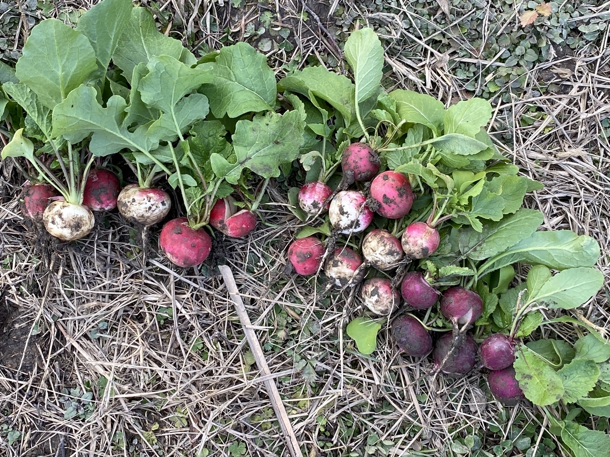 菜園で頑張っている野菜 可愛いラディッシュ Farm Andante 珍しい野菜 農薬不使用で野菜を栽培しています