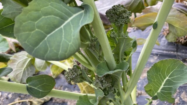 茎ブロッコリー スティックセニョール 収穫です Farm Andante 珍しい野菜 農薬不使用で野菜を栽培しています